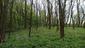 Kukučka obyčajná (jarabá) (22.5.2023)