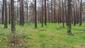 trasochvost biely (27.5.2023)