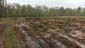 Sýkorka veľká ( bielolíca) (27.5.2023)