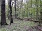 Vrana popolavá (25.5.2023)