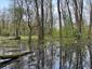 trasochvost biely (25.5.2023)