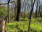 Kukučka obyčajná (jarabá) (21.5.2023)