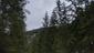 sova lesná (obyčajná) (25.4.2023)