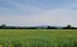 trasochvost biely (14.5.2023)