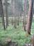 Kukučka obyčajná (jarabá) (2.6.2023)