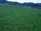 trasochvost biely (30.5.2023)