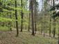 Kukučka obyčajná (jarabá) (19.5.2023)