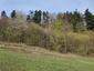 Pinka lesná (19.5.2023)