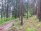 Pinka lesná (7.6.2023)