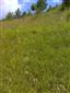 Suchomilné travinnobylinné a krovinové porasty na vápnitom podloží (*dôležité stanovištia Orchideaceae) (6.7.2014)