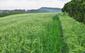 trasochvost biely (26.5.2023)
