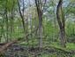 Žltochvost lesný ( hôrny) (26.4.2023)