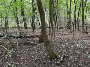 Tvrdý, jaseňovo-brestový luh na mieste pôvodne vyznačenej TMl-6430_226. Biotop tu neexistuje, nachádza sa tu les v nie ideálnom stave, v blízkosti je obhospodarované pole s inváznymi druhmi v jesennom aspekte - Ambrosia artemisifolia, vysoké pokryvnosti