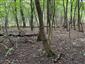 Tvrdý, jaseňovo-brestový luh na mieste pôvodne vyznačenej TMl-6430_226. Biotop tu neexistuje, nachádza sa tu les v nie ideálnom stave, v blízkosti je obhospodarované pole s inváznymi druhmi v jesennom aspekte - Ambrosia artemisifolia, vysoké pokryvnosti