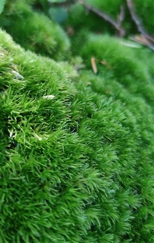 Leucobryum glaucum - bielomach sivý - detail
