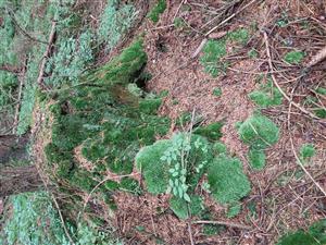 Leucobryum glaucum na rozpadnutom kmeni