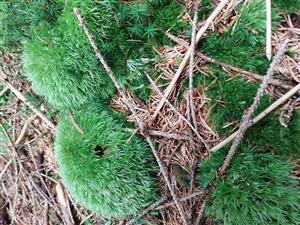 Leucobryum glaucum