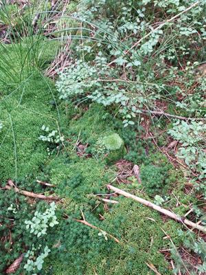 Leucobryum glaucum medzi rašeliníkmi