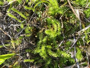 Lycopodiella inundata