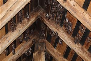 kolónia Myotis myotis v podkroví kostola