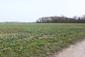 sova lesná (obyčajná) (21.4.2023)