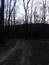 sova lesná (obyčajná) (23.3.2023)