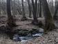 sova lesná (obyčajná) (21.4.2023)