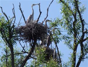 Ardea cinerea