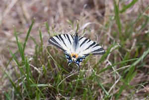 Iphiclides podalirius