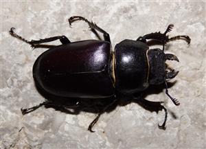 Lucanus cervus