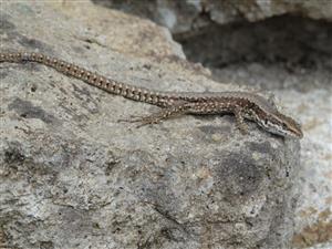 Podarcis muralis