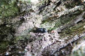 rohačik bukový (Sinodendron cylindricum)