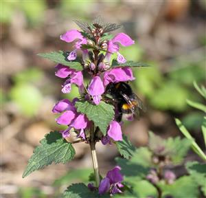 Bombus terrestris (Linnaeus, 1758)