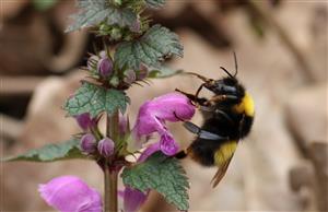 Bombus haematurus Kriechbaumer 1870