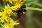 Bombus campestris (PANZER, 1801)