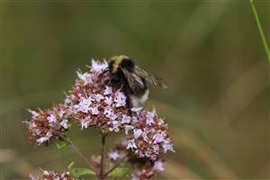Bombus bohemicus SEIDL, 1837