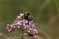 Bombus bohemicus SEIDL, 1837