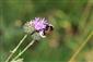 Bombus vestalis (GEOFFROY IN FOURCROY, 1785)