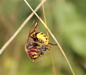 Vespa crabro Linnaeus, 1758