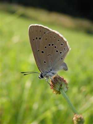 M. teleius