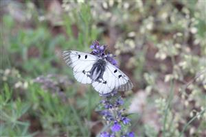 Parnassius mnemosyne  (Linnaeus, 1758)