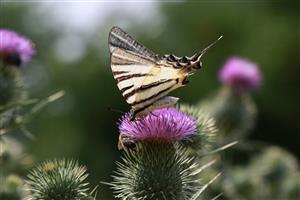 Iphiclides podalirius (Linnaeus, 1758)