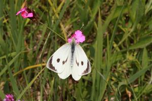 Pieris brassicae (Linnaeus, 1758)