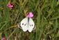 Pieris brassicae (Linnaeus, 1758)