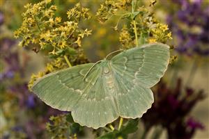 Geometra papilionaria