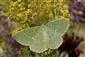 Geometra papilionaria (Linnaeus, 1758)