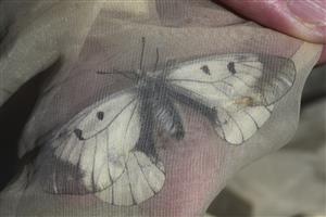Parnassius mnemosyne