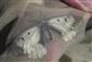 Parnassius mnemosyne