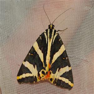 Euplagia quadripunctaria