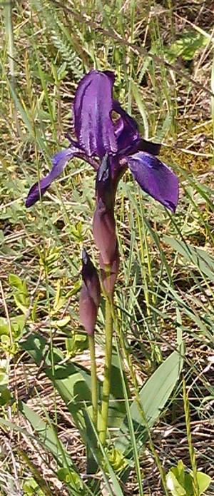 Iris aphylla ssp. hungarica